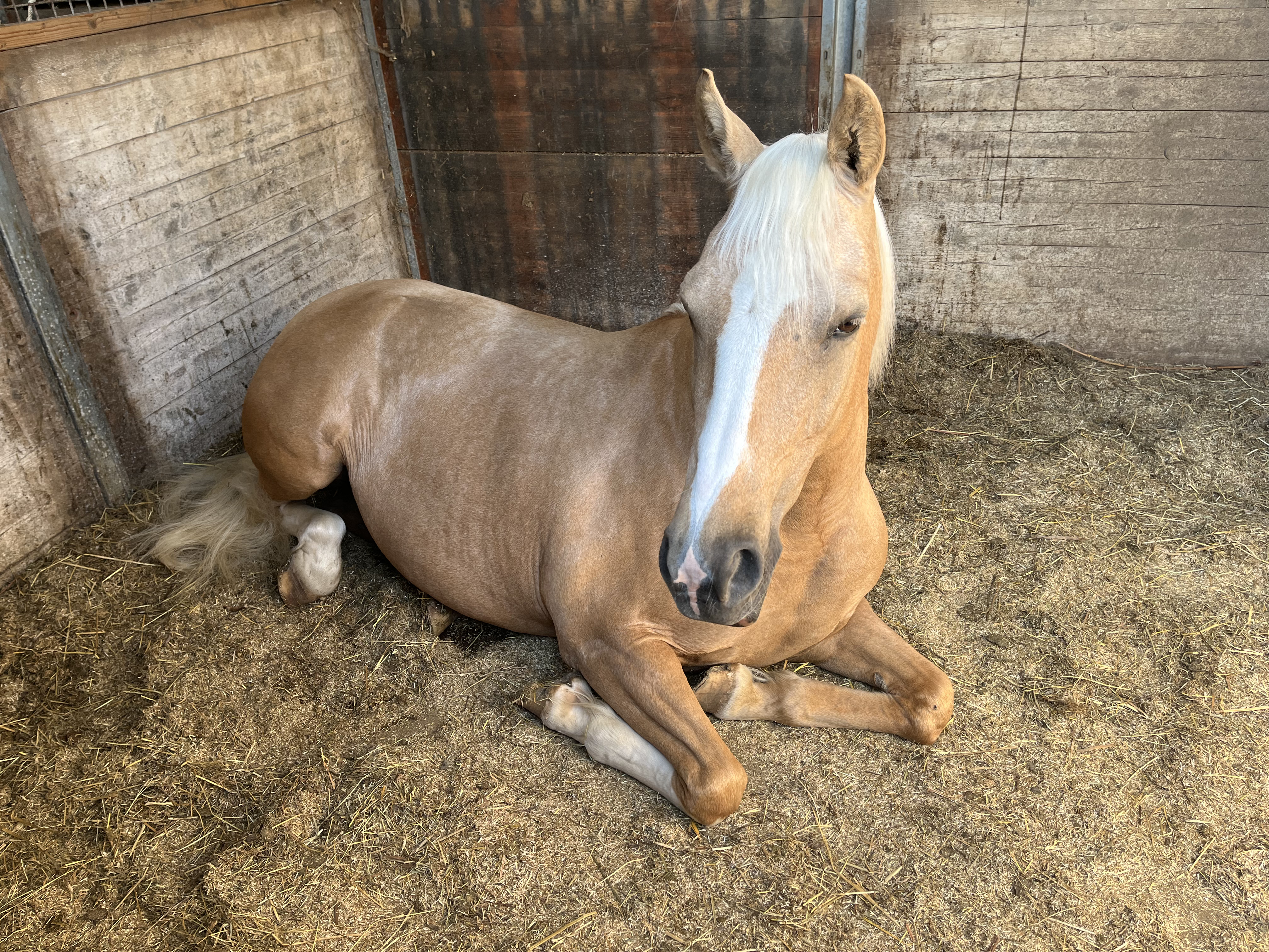 Joy ligt in de stal